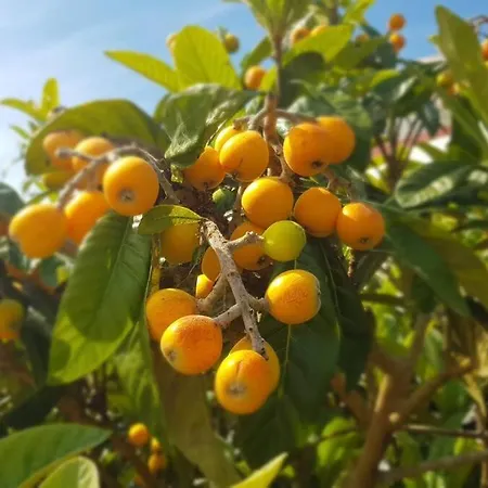 Casa Agricola Do Limonete * Figueira da Foz
