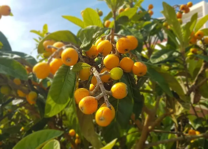 Casa Agricola Do Limonete * Figueira da Foz